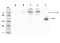 BirA (mutated/TurboID) in the group Tag Antibodies / aadA1/BAR/BC2/BirA/CBP/GAL4/GUS/LUC at Agrisera AB (Antibodies for research) (AS20 4440)
